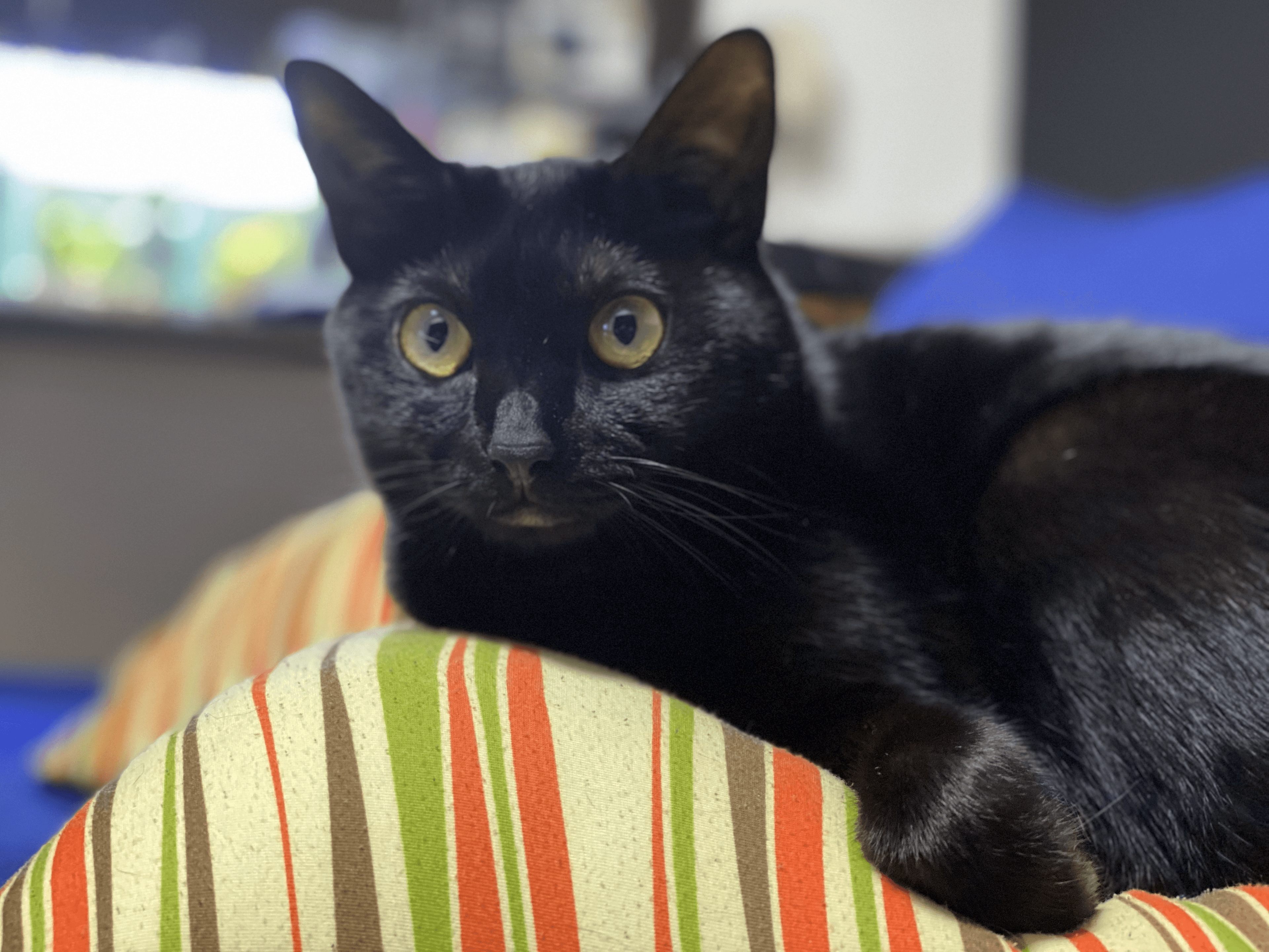 おはぎのスライド1