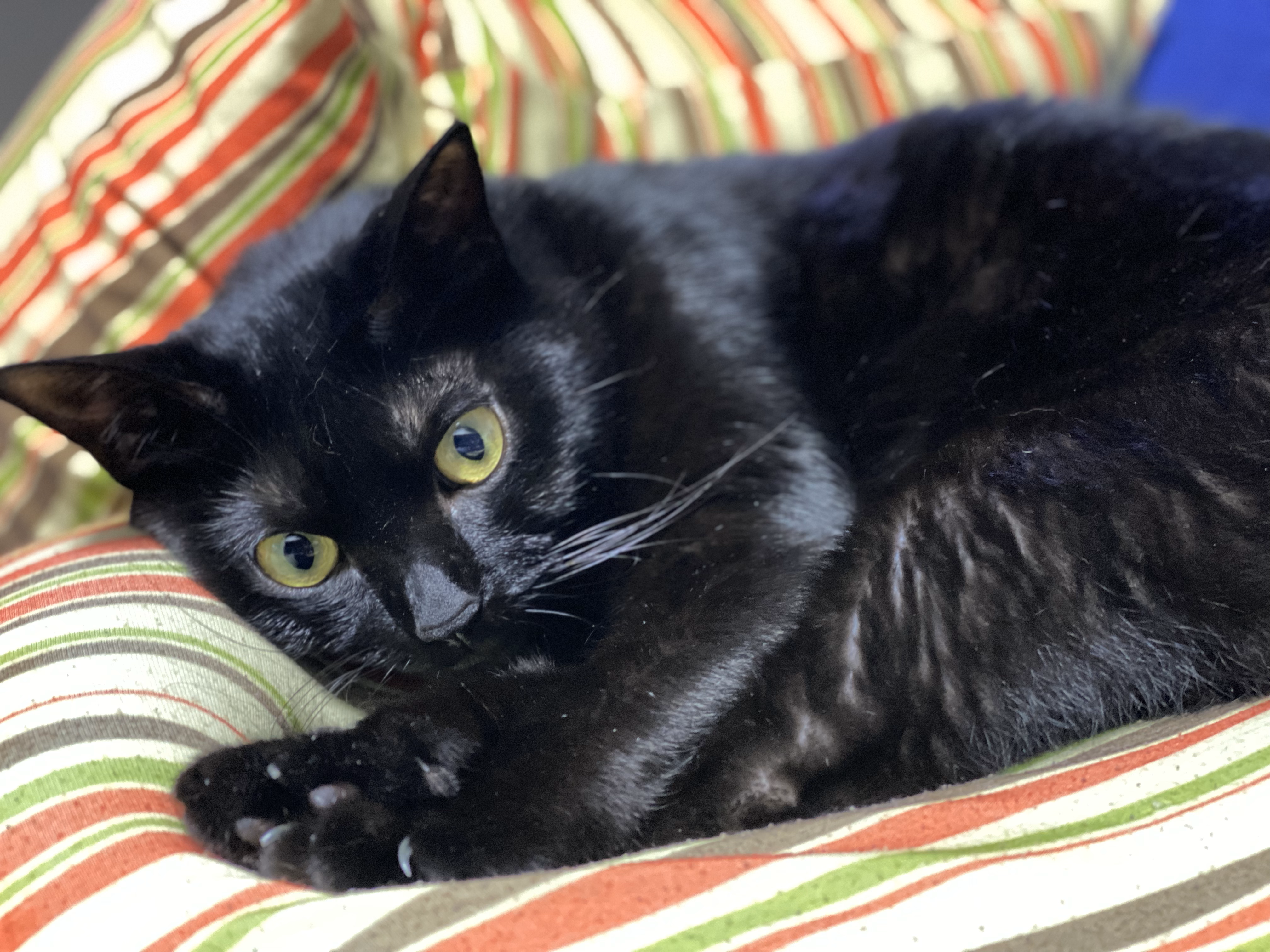 おはぎのスライド2