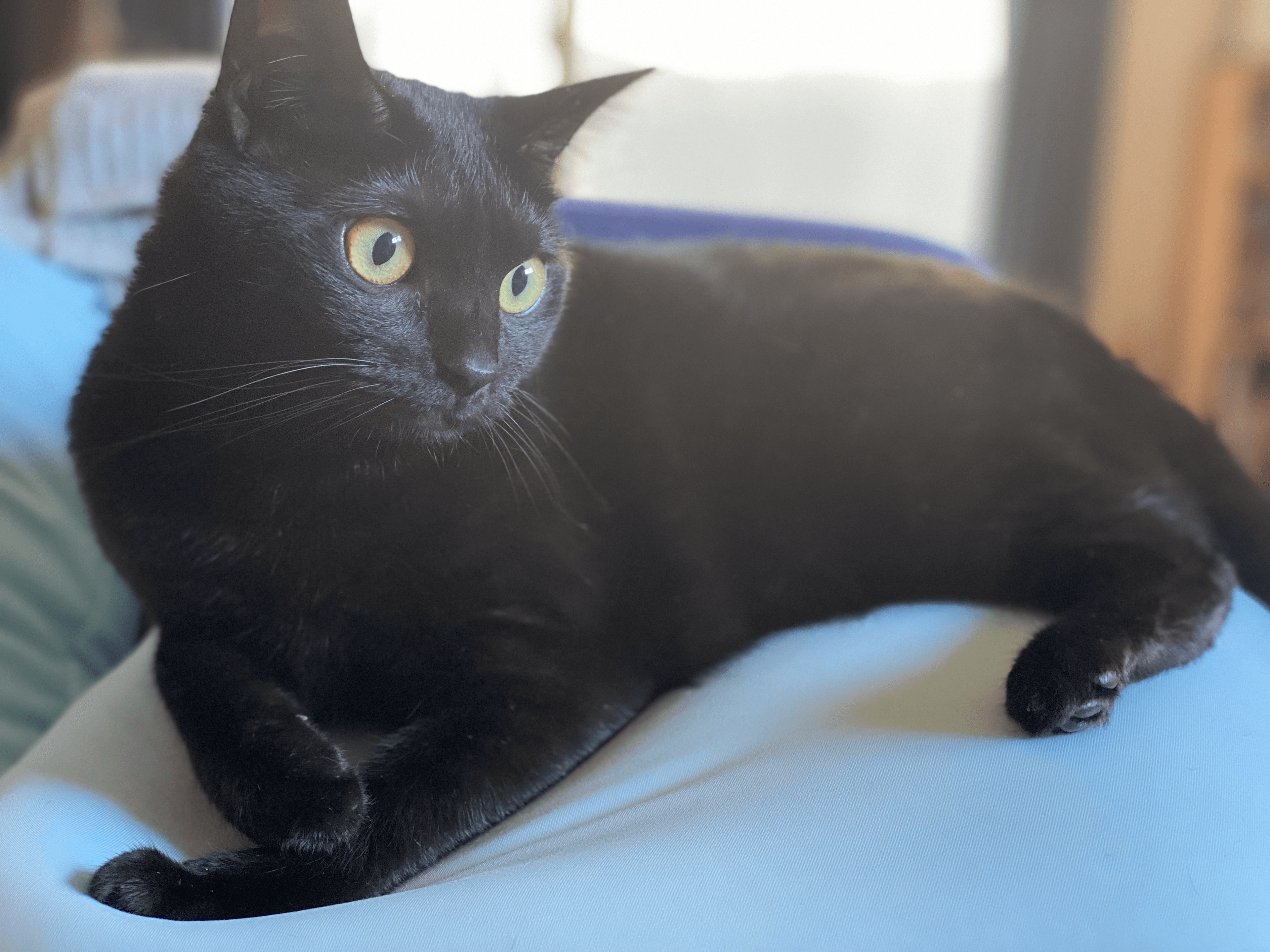 おはぎのスライド3