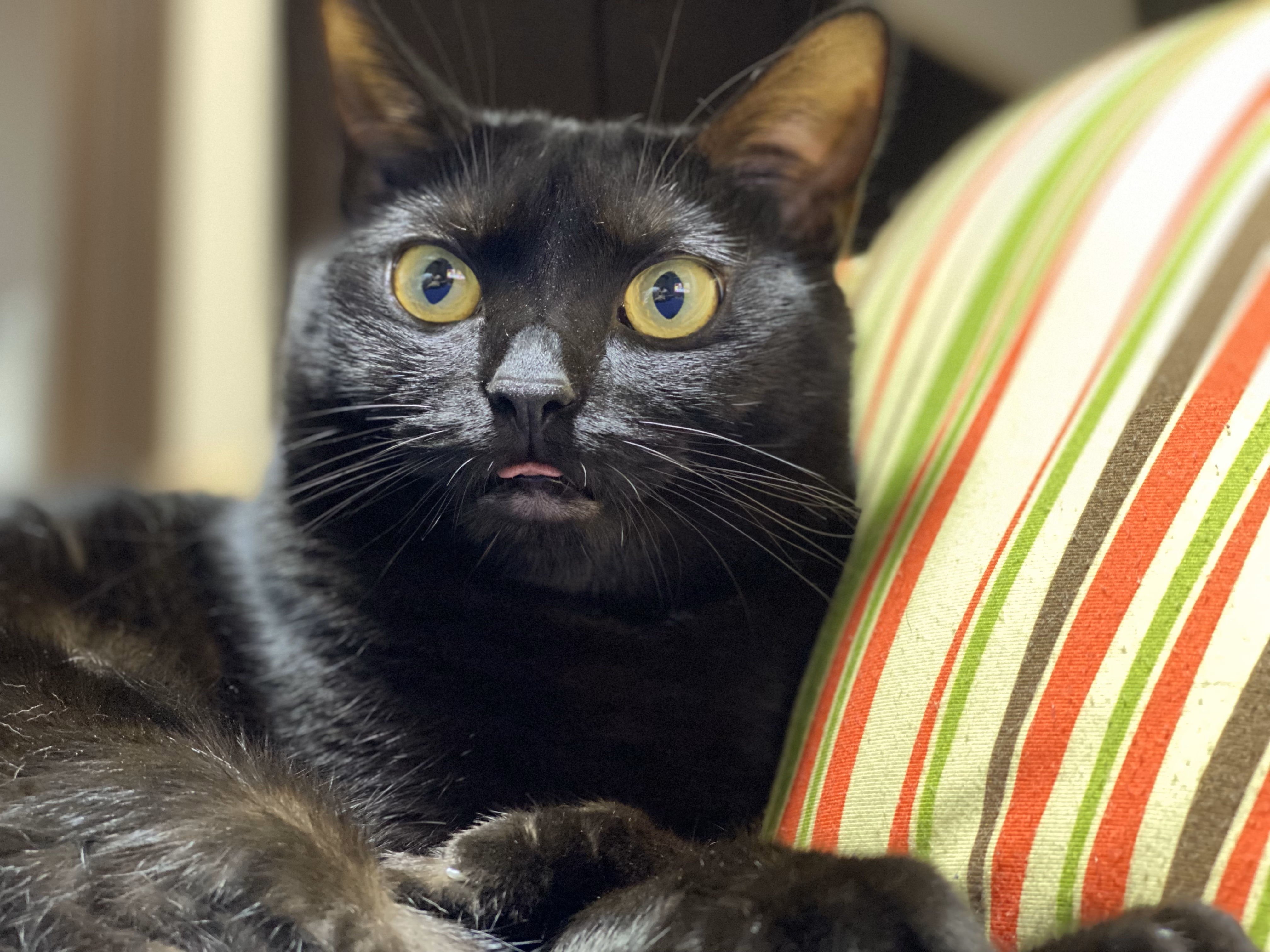 おはぎのスライド4