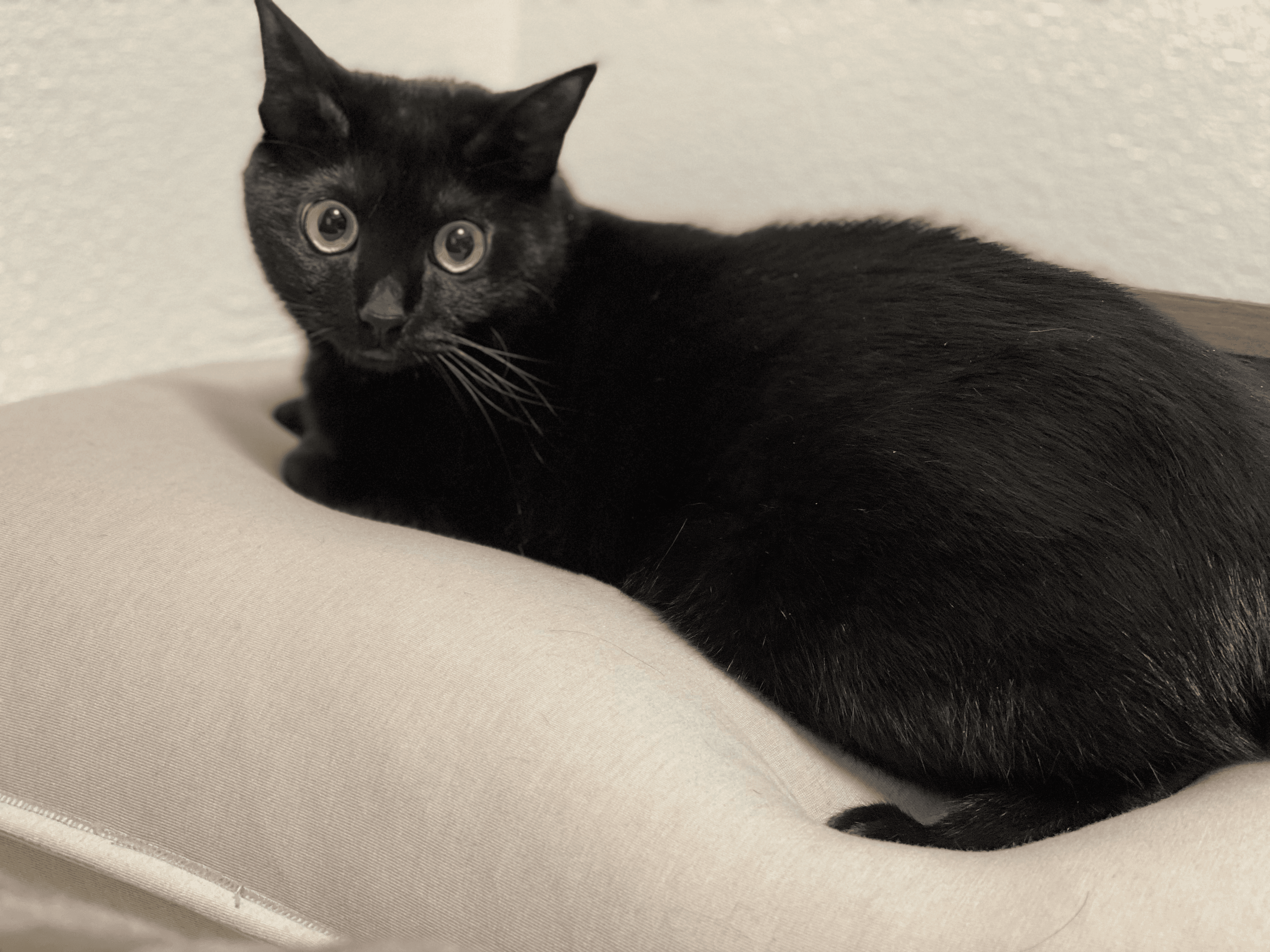 おはぎのスライド6